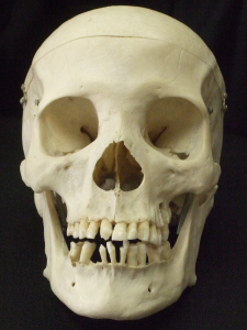 Skull