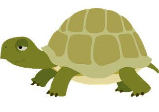 tortoise