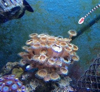 13E Palys with mover starting