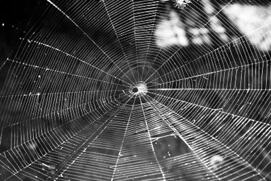 3541211-spider-web-in-black-and-white