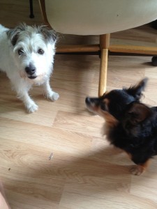 two dogs meet