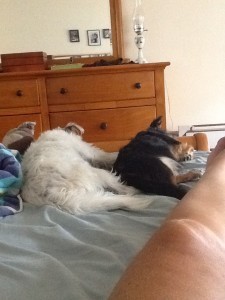 two sleeping dogs