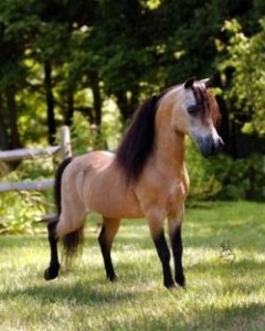 Mini Horse
