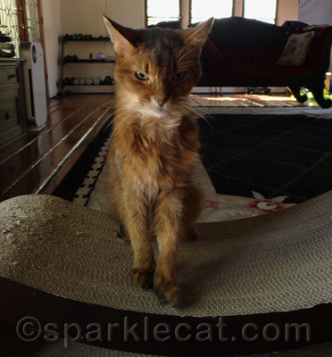 I'm getting my whapping paw ready.