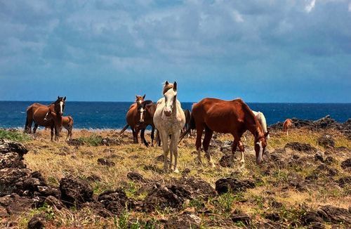 EasterIslandHorses