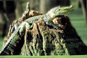 alligator