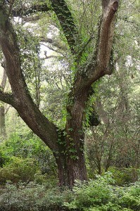 The woods in New Orleans