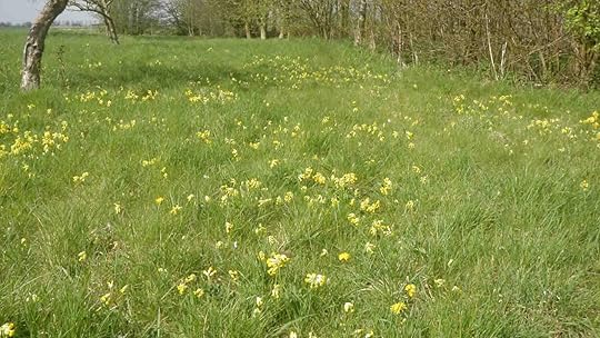 Cowslips