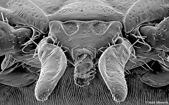 The Advance of Ticks: New Areas, New Diseases, and a Weird Allergy to Meat