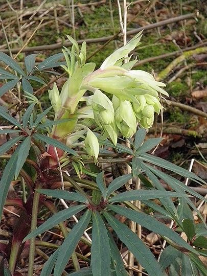 Helleborus foetidus