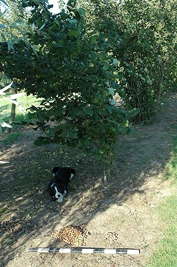 Nut bush, non-coppiced