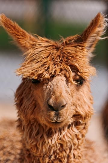 Alpaca 
