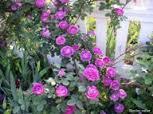 reinesdesviolettes
