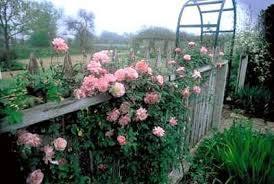 oldblush