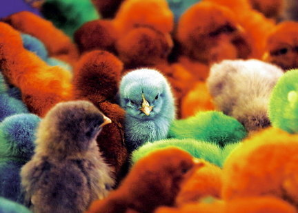 chicks