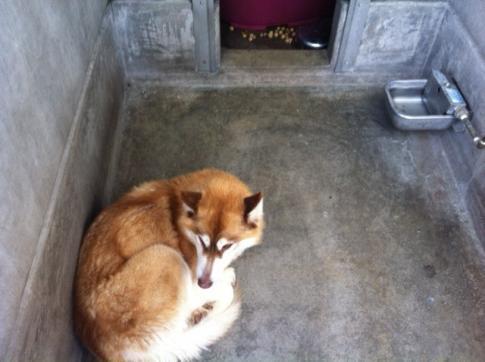 City-shelter Pup