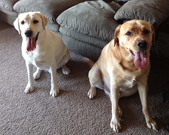 labradors