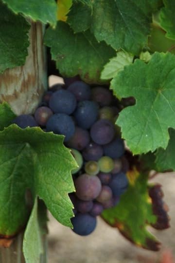 grapes and grape leaves