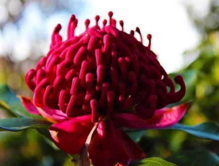 Waratah, the flower of New South Wales