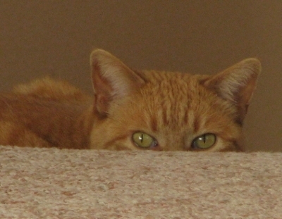 worried the cat