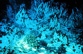 deep sea tube worms