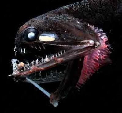 head of flaslight fish