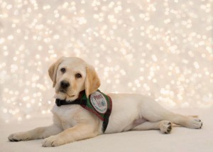 Pawswithacause1