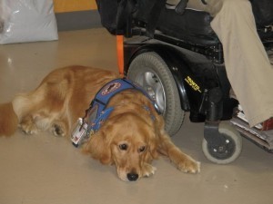 Pawswithacause4