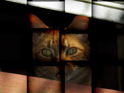 Crazed kitty