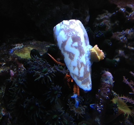 13D Spike with Coral