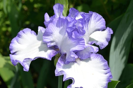 Bearded Iris
