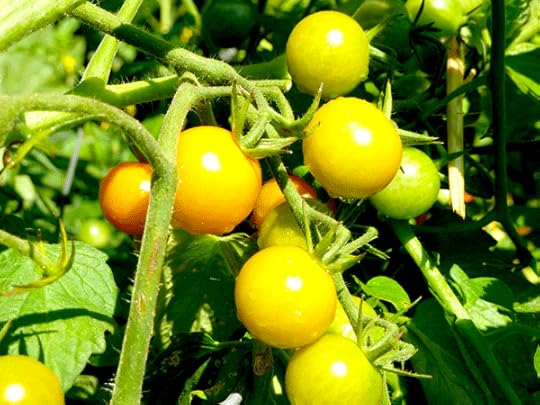 tomato-cherry