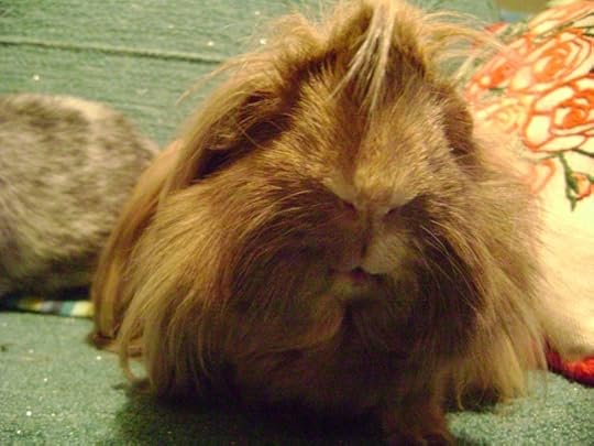 Extra butter lettuce and a baby carrot should appease him – for now.