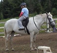 backward horseimages