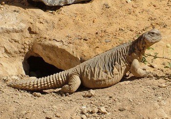 biawak