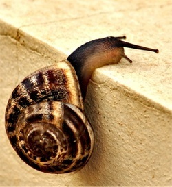 Language choice can speed or slow pace in fiction.