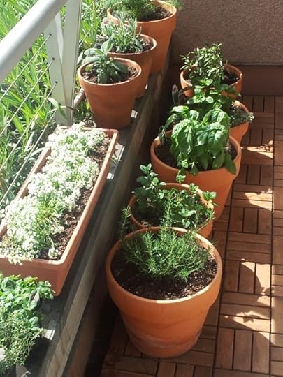 Freshly planted herbs on my porch