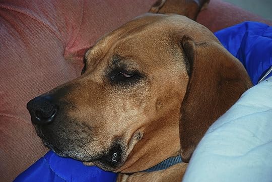 This is where the hound rests when it's wet outside.