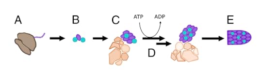 A model for virus assembly. From Lingappa et al 2013 PNAS
