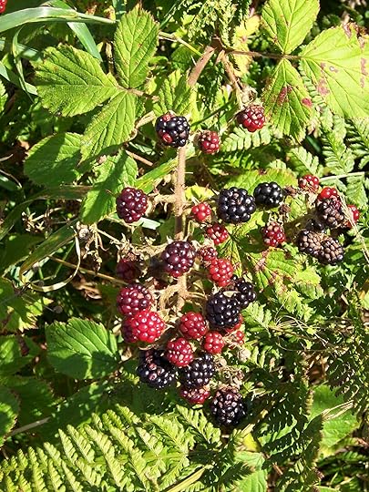 Wild brambles are everywhere in autumn, and you can even find them on any waste ground in most British cities.