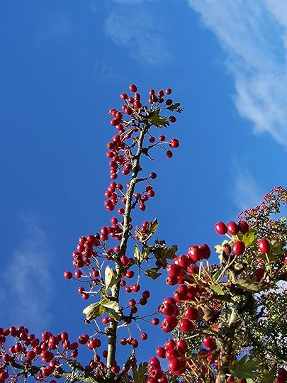 Known as haws, the fruit of the hawthorn tree can be used to make a tasty jam.
