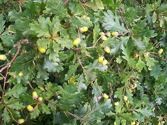 If you know what you're doing acorns can be ground into flour to make bread.