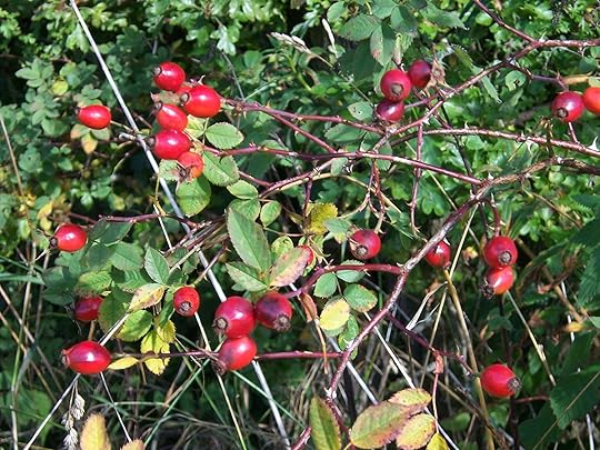 Rose hip are what form if you leave roses on their bushes, and believe it or not they're edible.