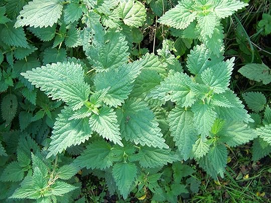 Nettles might sting, but they can also make a tasty soup.