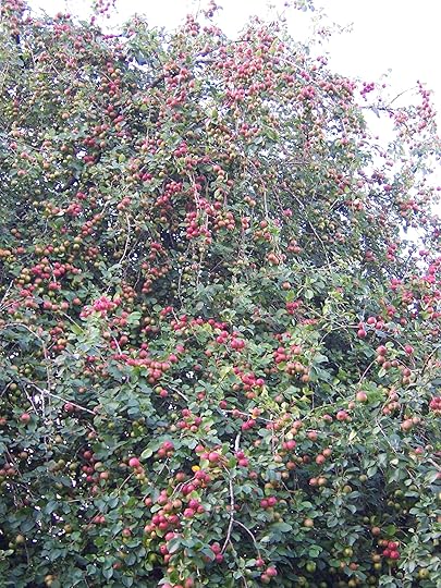 Apples can be found both growing wild and city gardens, and they can be a great food supply.