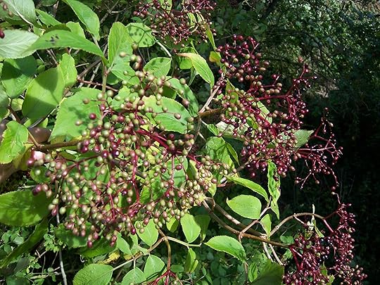 Elderberries can be used to cordial syrups or, if you'd prefer something a little stronger, wine. 