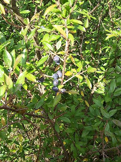 In Britain, sloe berries are most often used to make something called sloe gin.