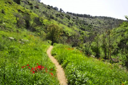 trail through Galilee