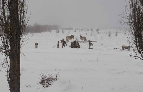 Przewalski's horses