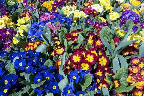 Istanbulflowers